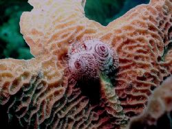 In Roatan there are lots of Christmas Tree Worms on just ... by Steven Anderson 